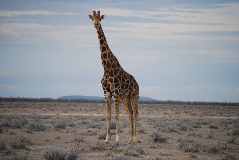 6 animals you should get to know on your next safari | The ...