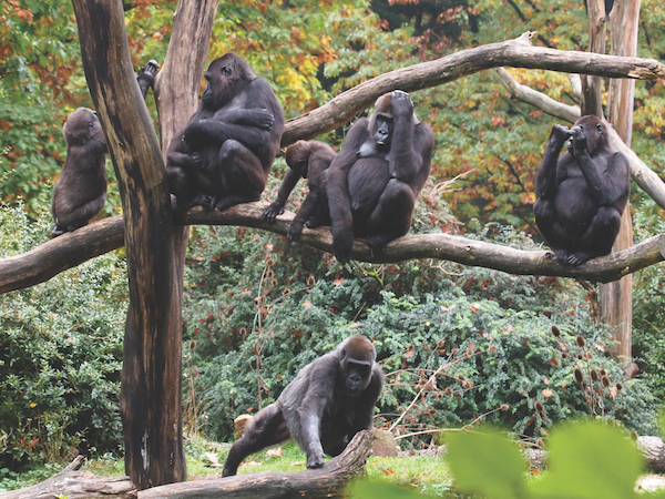 stock-photo-gorillas-159754508