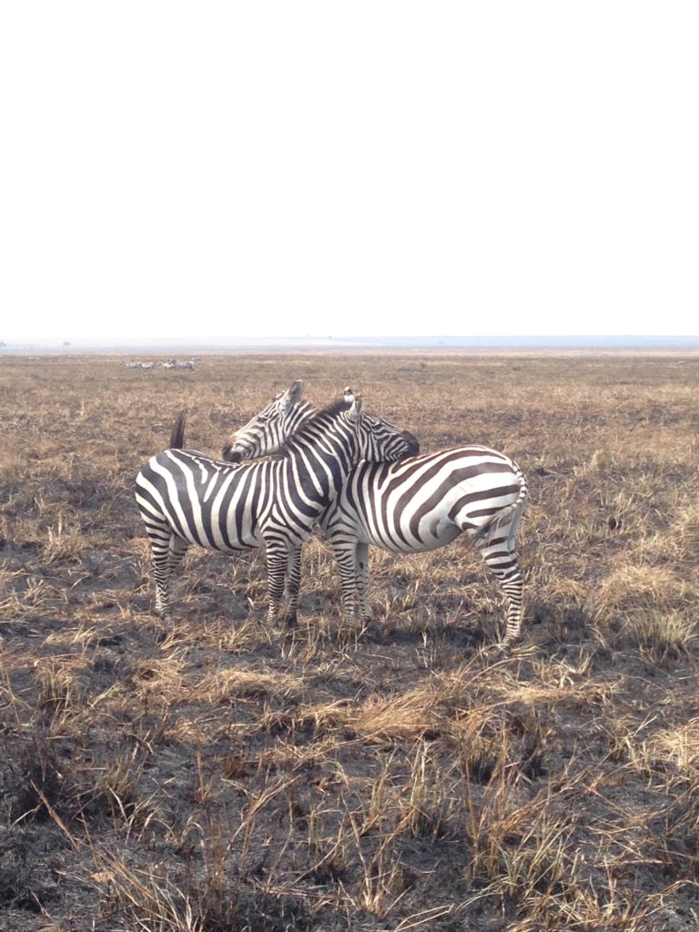 3-zebras