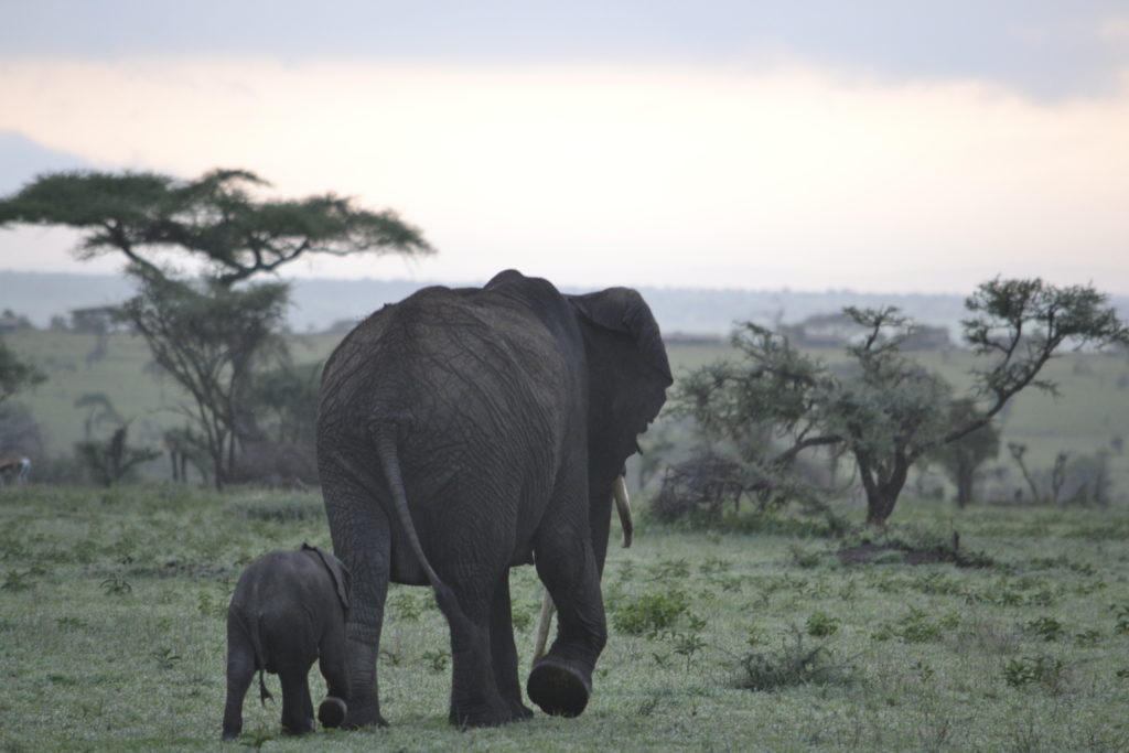 Serengeti National Park Africa Elephant Visit To Africa