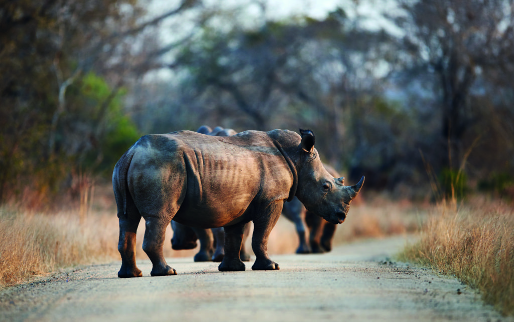 Africa rhino Matobo National Park Visit To Africa