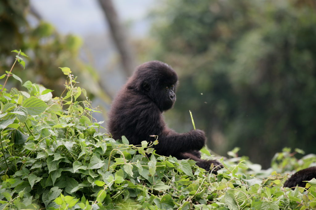 Africa Gorilla Visit To Africa