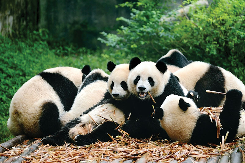 China pandas Alternative Spring Break Destinations