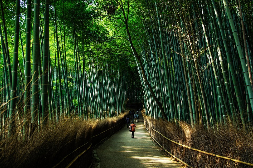 things to do in kyoto japan bamboo forest