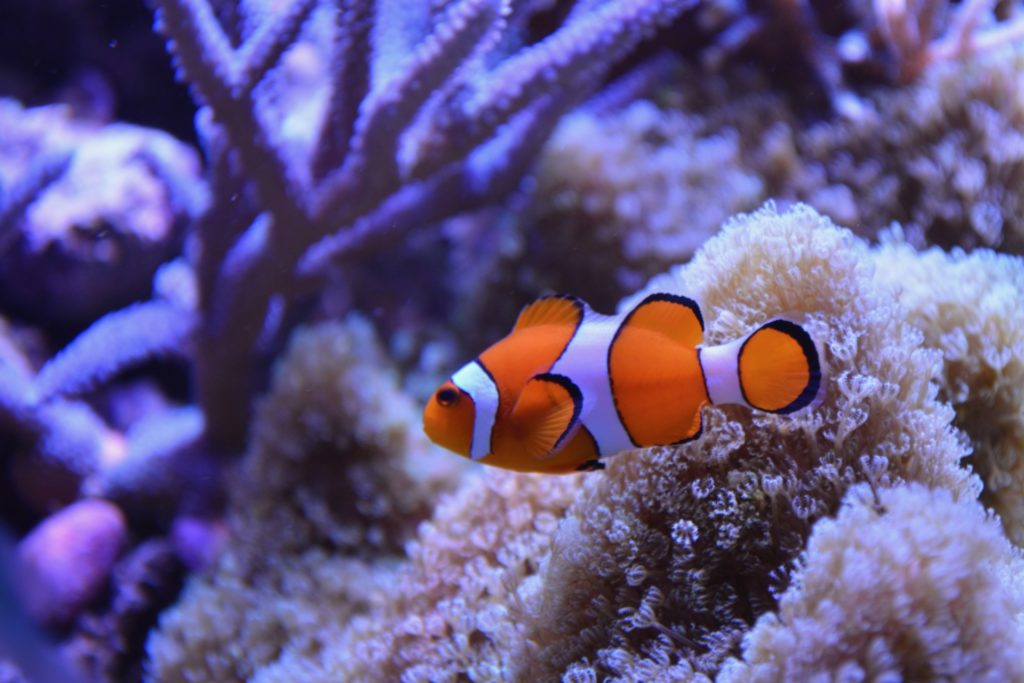 Australia Great Barrier Reef Clown Fish travel movies