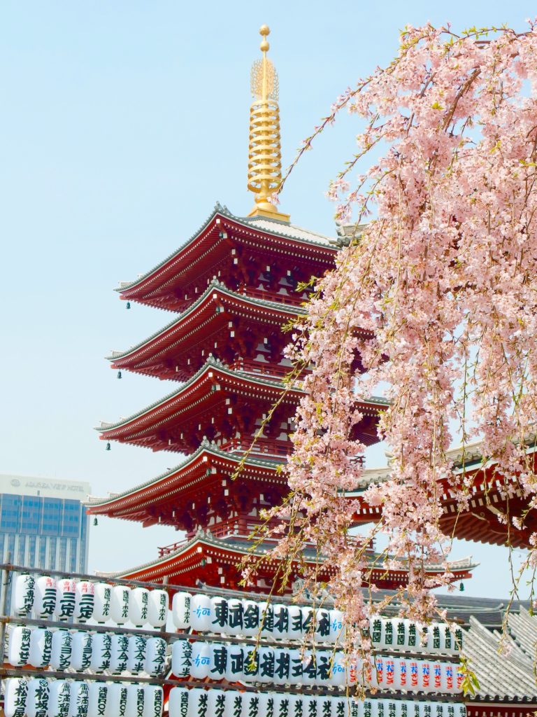photos of japan cherry blossom 