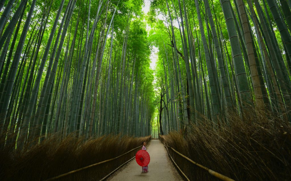 Bamboo Forest Arashiyama Bamboo Grove kyoto day trips from osaka