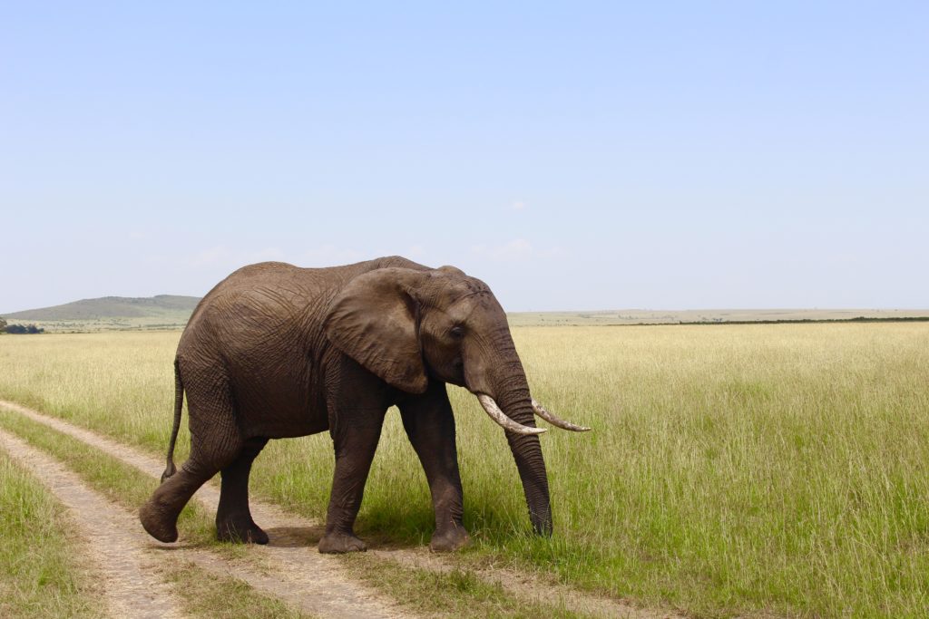elephant safari maasai mara national reserve africa kenya best holiday 2019
