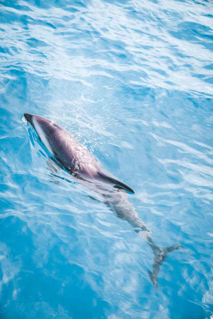 luke mackenzie Topdeck Grand Kiwi kaikoura dolphin new zealand